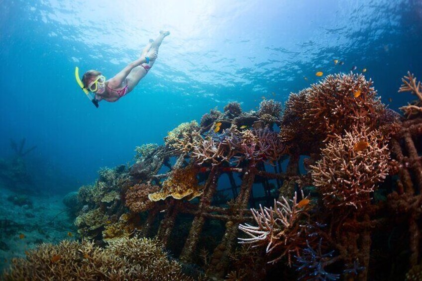 North Bali Dolphin Watching and Snorkeling Tour