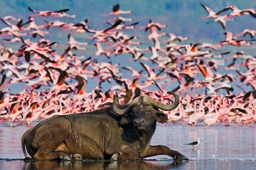 5-Day Comfort Safari Tour in Nairobi