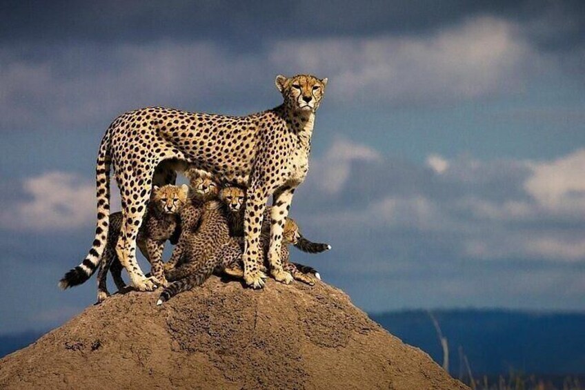 5-Day Comfort Safari Tour in Nairobi