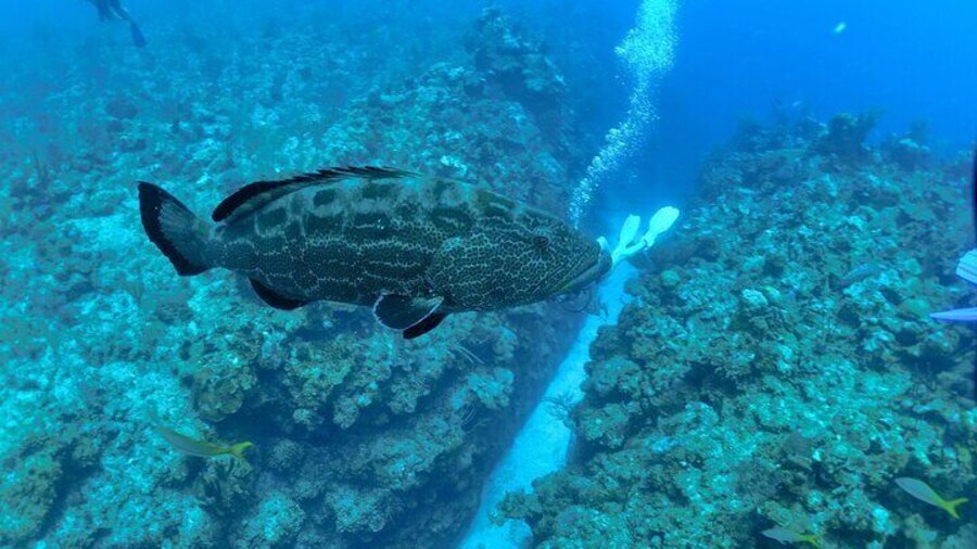 Belize Barrier Reef Two Tank Dive Experience