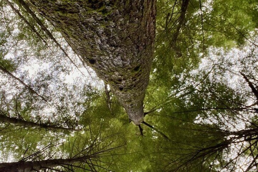 3-Hour Rainforest, Beach & Wildlife Walk