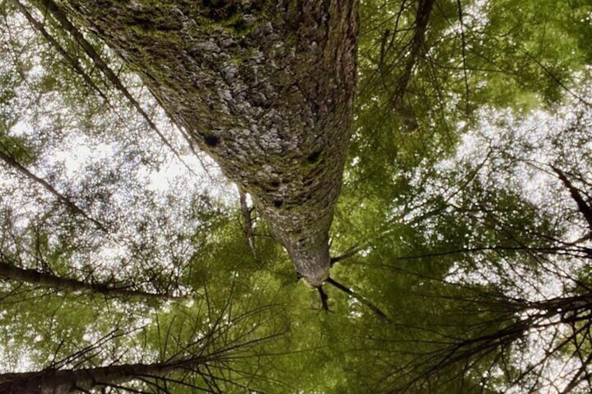 3-Hour Rainforest, Beach & Wildlife Walk