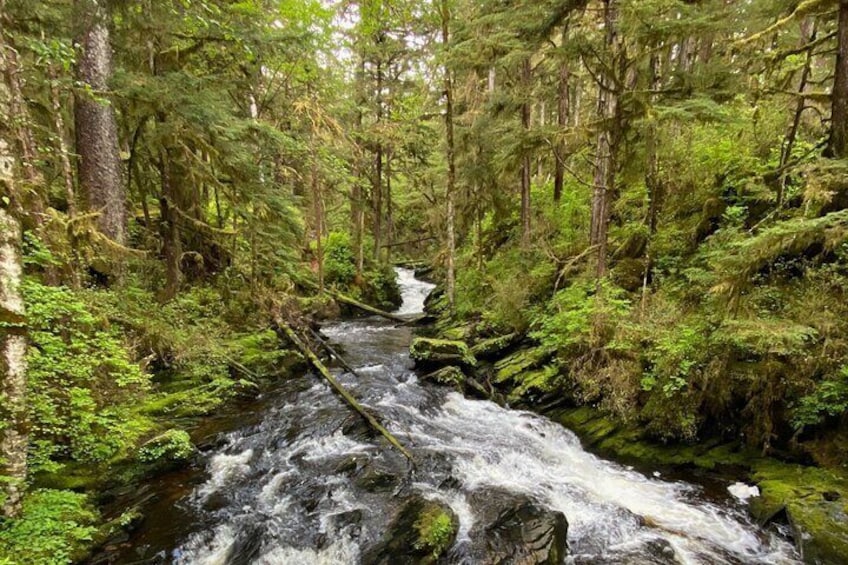 3-Hour Rainforest, Beach & Wildlife Walk