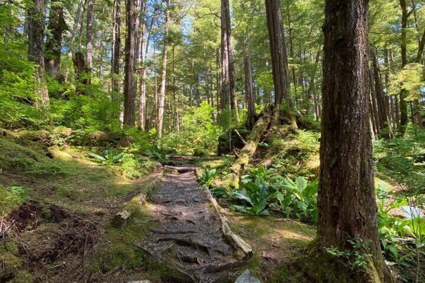 3-Hour Rainforest, Beach & Wildlife Walk