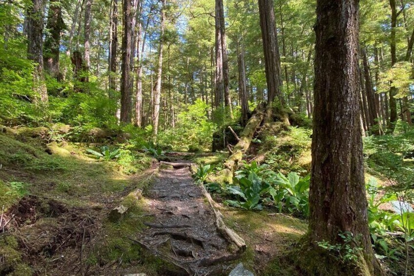 3-Hour Rainforest, Beach & Wildlife Walk