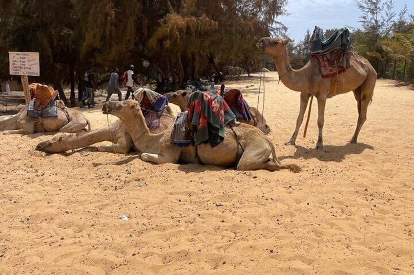 Cultural Excursions with SENEXPAT