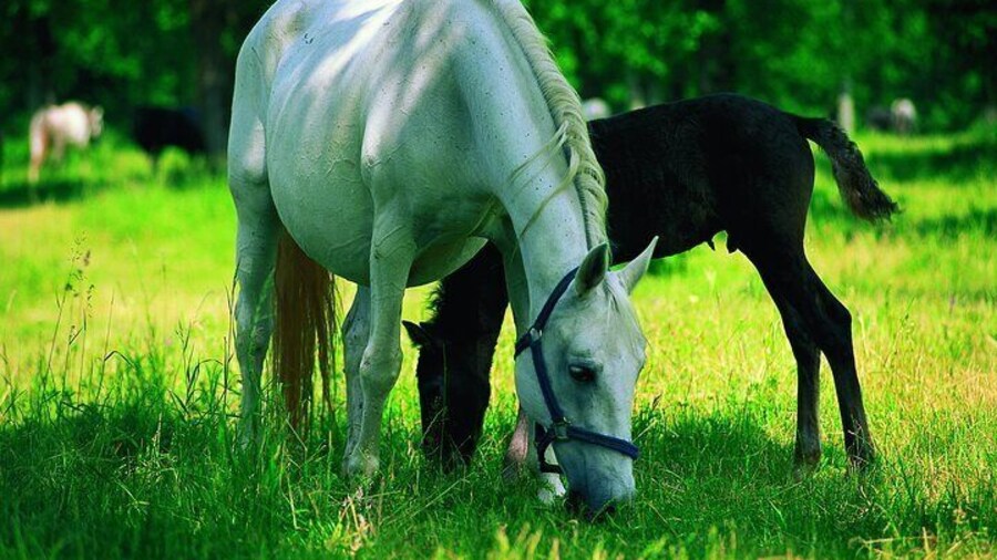 The Cradle of Lipizzaner horses - Half Day Trip from Ljubljana