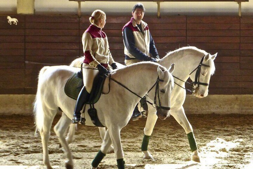 The Cradle of Lipizzaner horses - Half Day Trip from Ljubljana