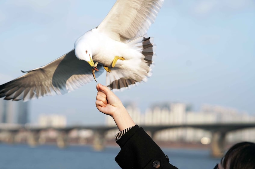 [Yeouido] Seoul Eland Han River Cruise
