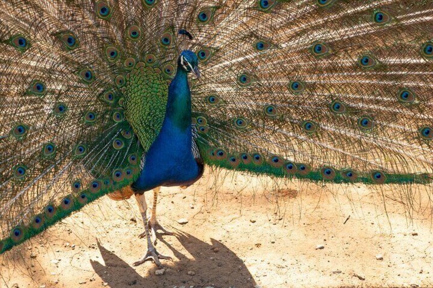 Peacock showing off with its feathers
