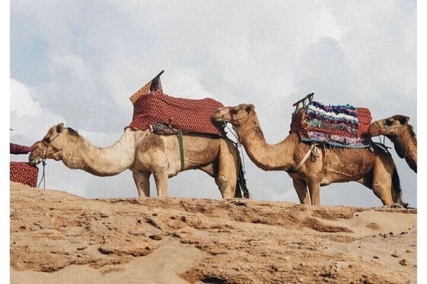 Explore the Desert in Agadir Timlaline Camel Ride