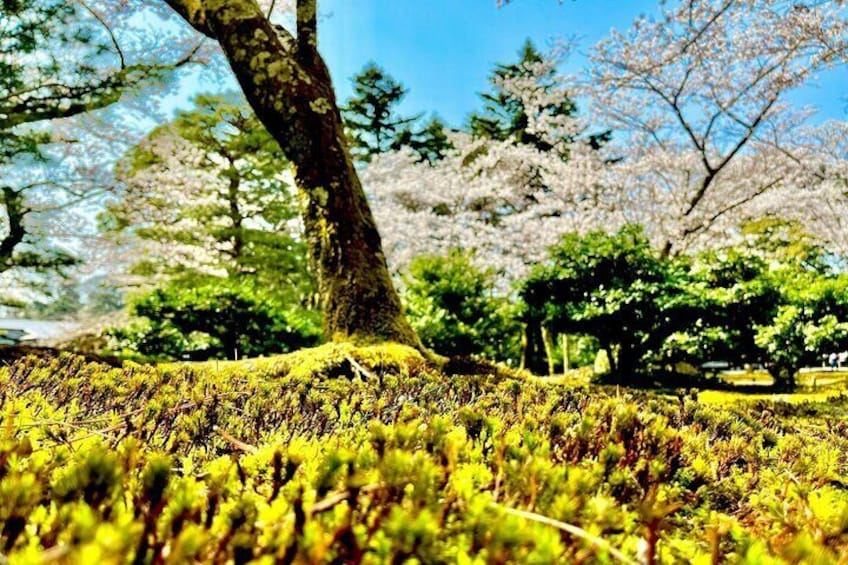 Kanazawa: Full-Day Private Tour to Top Highlights
