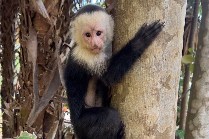 Puntarenas Eco Safari Adventure Tour
