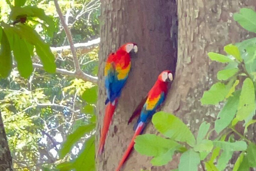 Puntarenas Eco Safari Adventure Tour