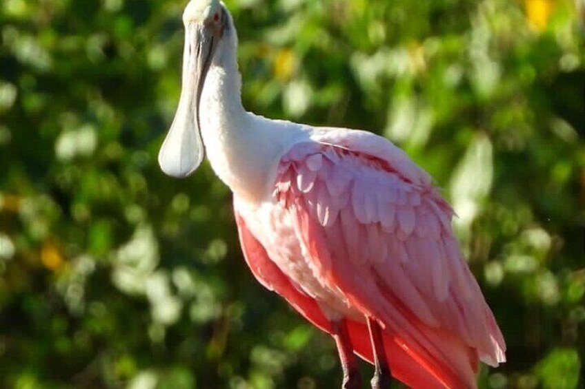 Puntarenas Eco Safari Adventure Tour