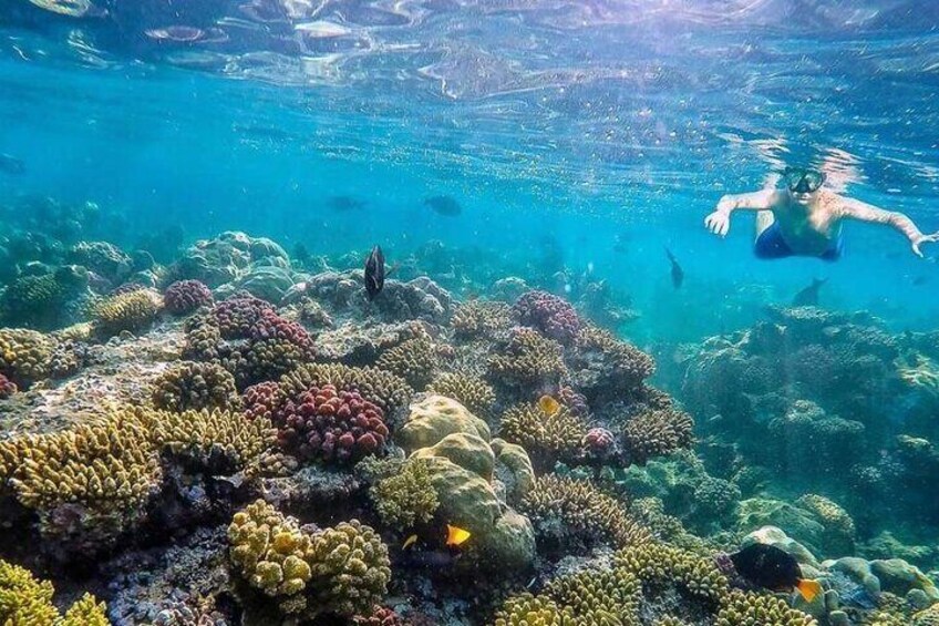 Sharm El Naga Coral Reserv (Turtles, Clownfish, Moray) with Lunch