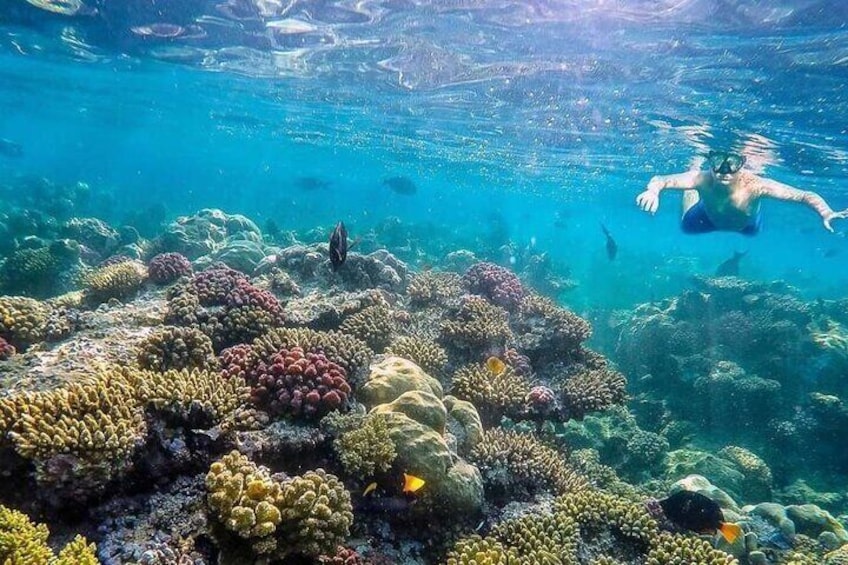 Sharm El Naga Coral Reserv (Turtles, Clownfish, Moray) with Lunch