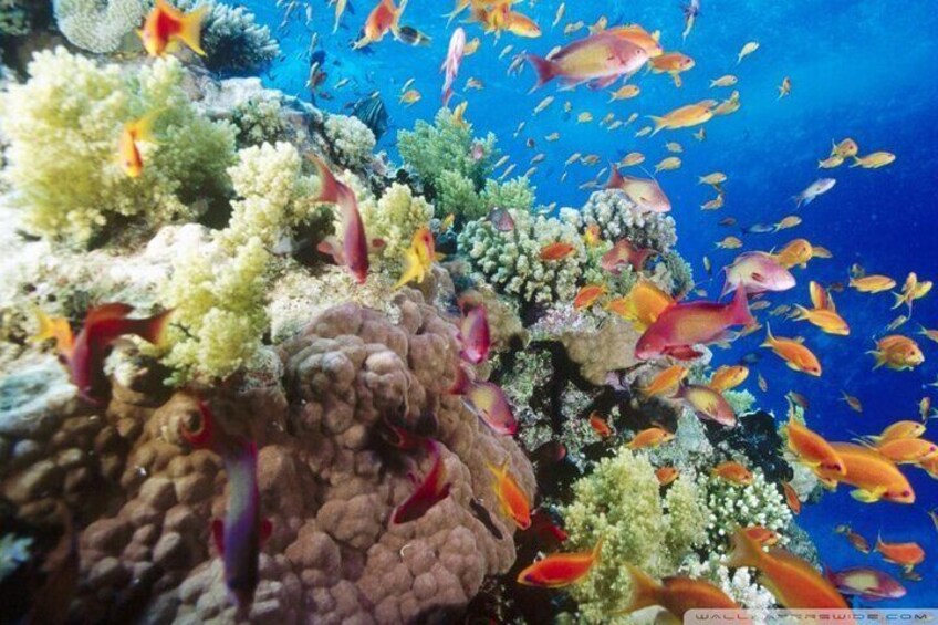 Sharm El Naga Coral Reserv (Turtles, Clownfish, Moray) with Lunch