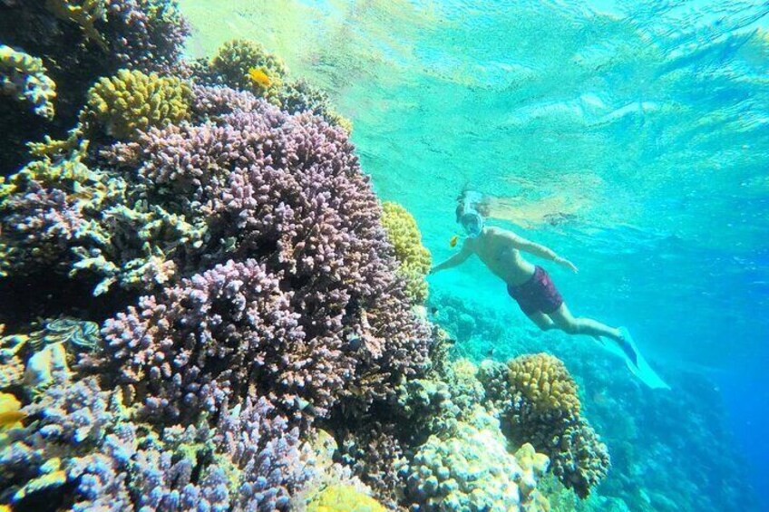 Sharm El Naga Coral Reserv (Turtles, Clownfish, Moray) with Lunch