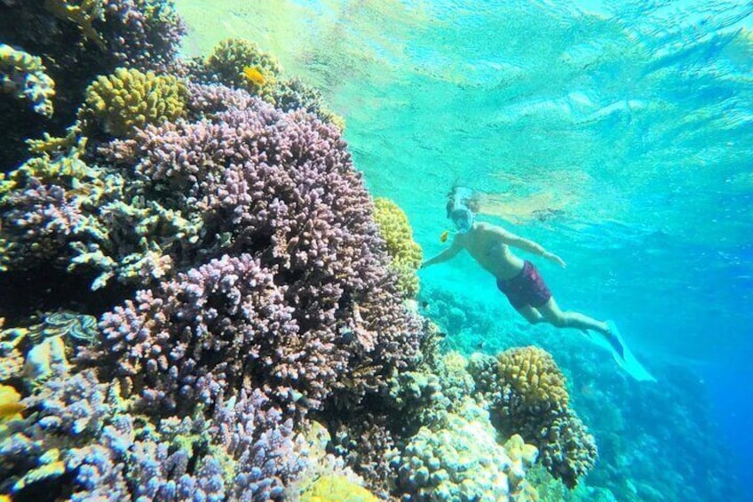 Sharm El Naga Coral Reserv (Turtles, Clownfish, Moray) with Lunch