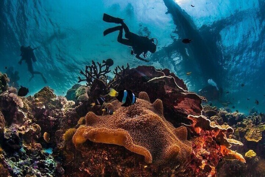 PADI Diving – Open Water Course for Beginners - Marsa Alam