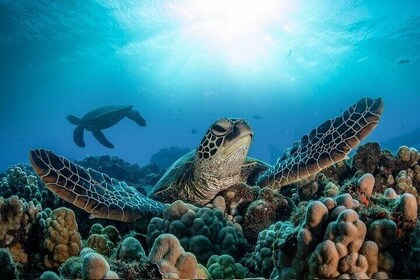 Private Abu Dabbab Snorkelling with Turtle Transfer-Marsa Alam