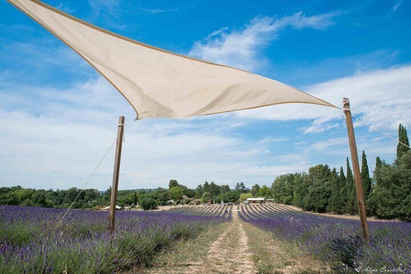 Sidecar Lavender and Vineyard Tour in Aix-en-Provence