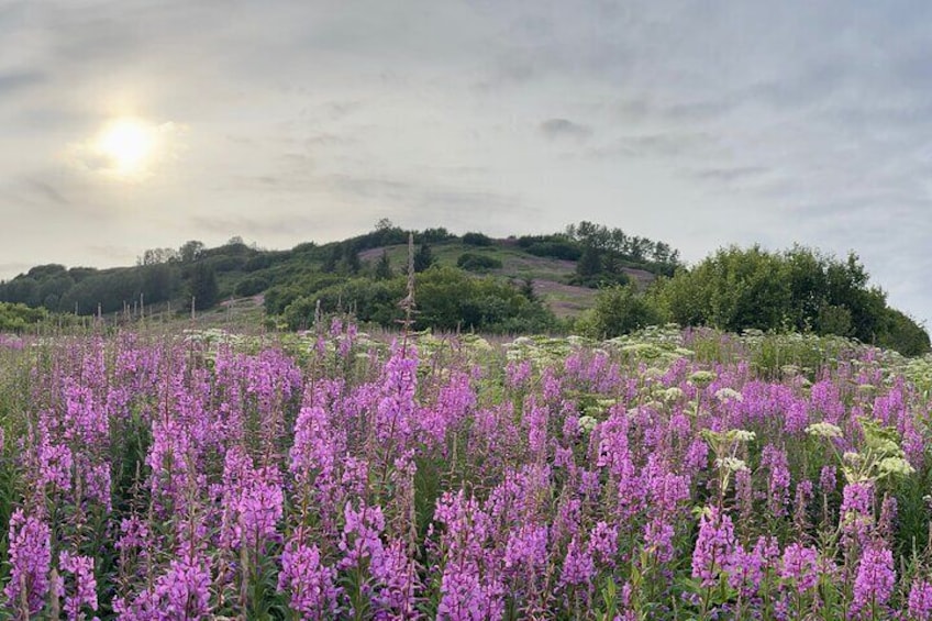 Alaskan Fireweed