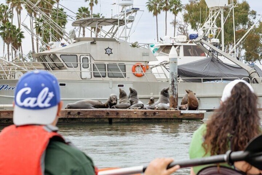 Half Day Dana Point Kayak and Hike
