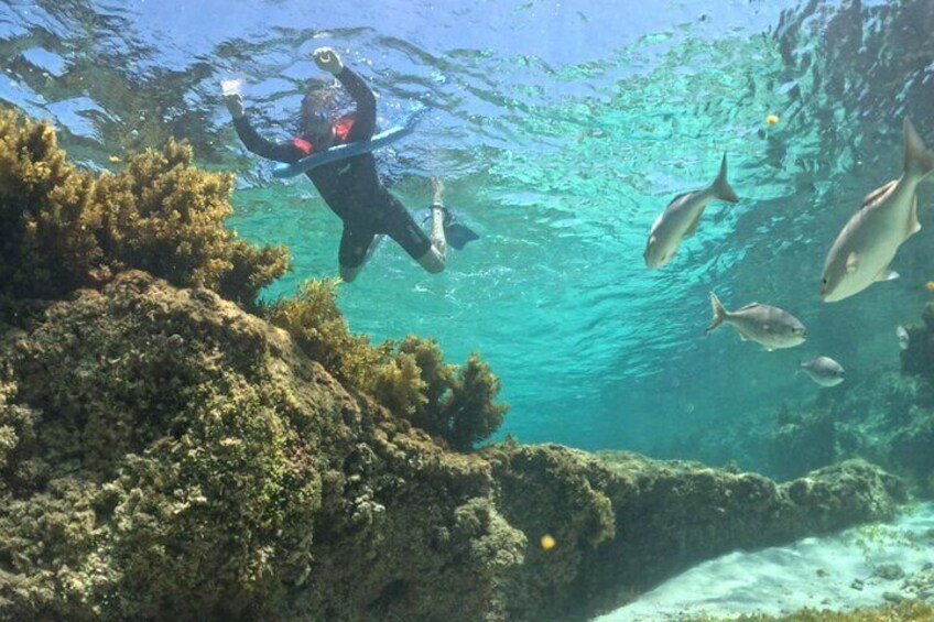 Rottnest Island Guided Snorkel Boat Experience