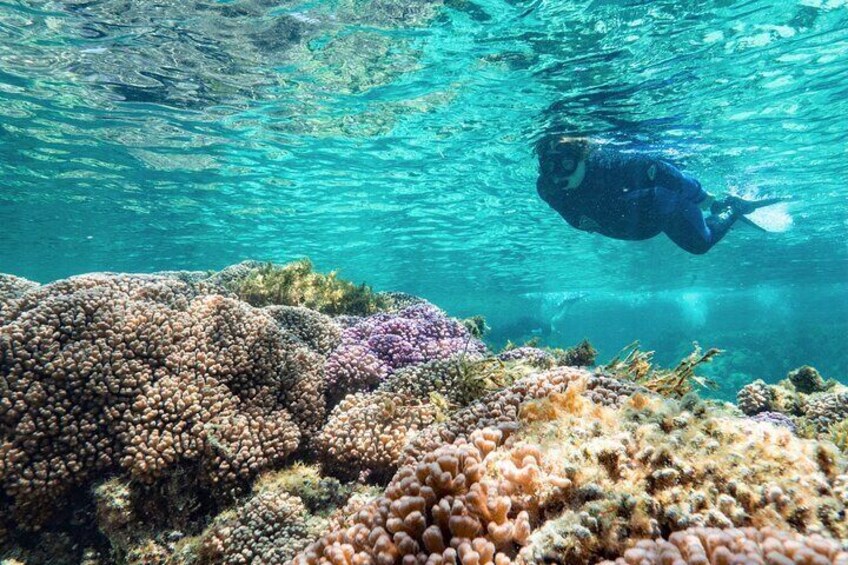 Private Snorkel Experience in Rottnest