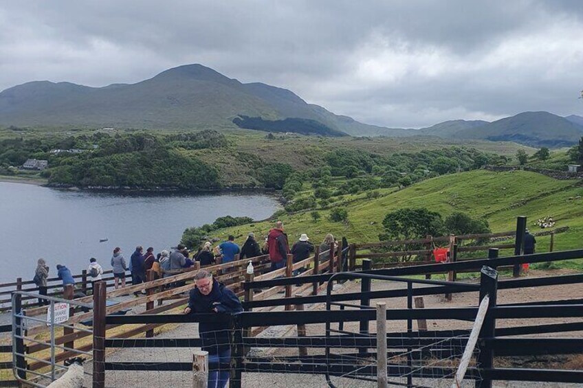 Connemara Half Day Tour