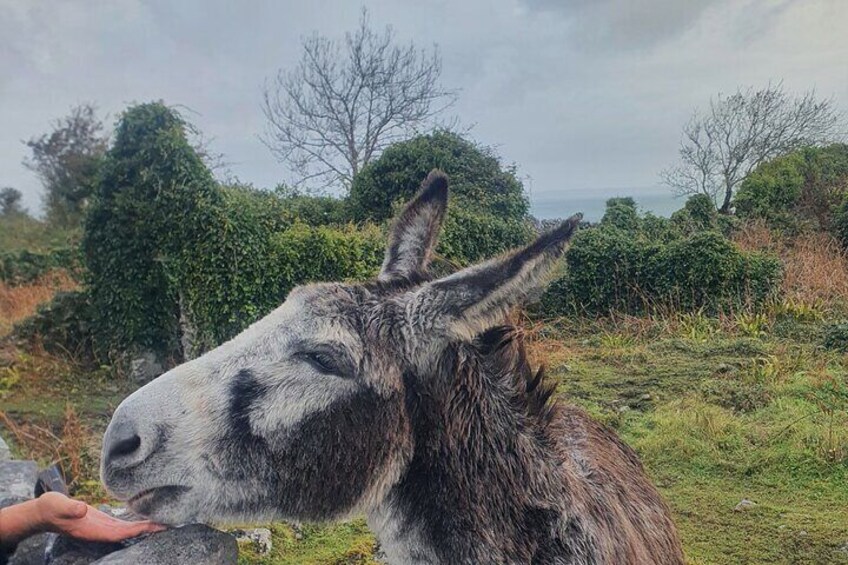 Connemara Half Day Tour