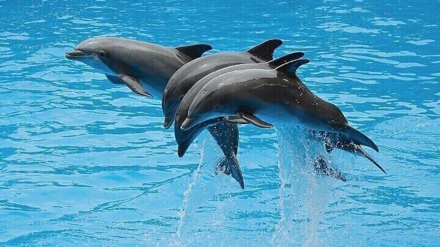 Swim with Dolphins