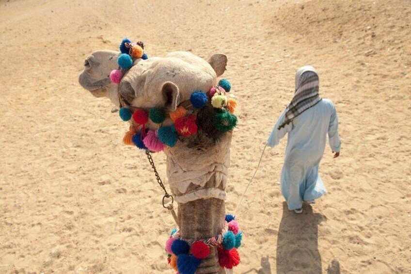 Safari by Buggy Car With Camel Ride Trip & Transfer - Marsa Alam