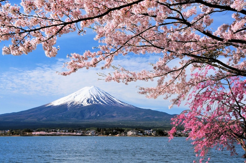 Cherry blossoms and Mt. Fuji in japan