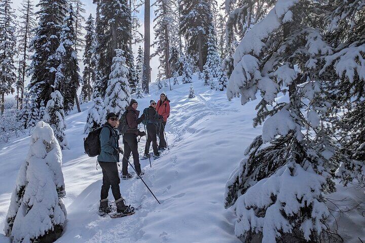 Snowshoe through groves of snow-covered trees! 