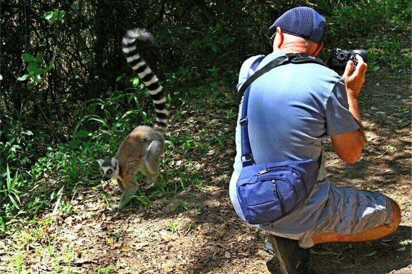 Hidden Forest Wildlife Experience