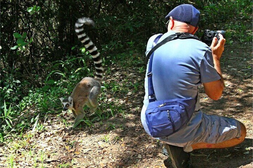 Hidden Forest Wildlife Experience