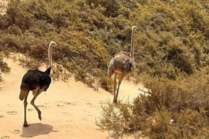 Ostriches