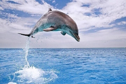 Nager avec les dauphins pendant 30 minutes – Transport - Charm El Cheikh