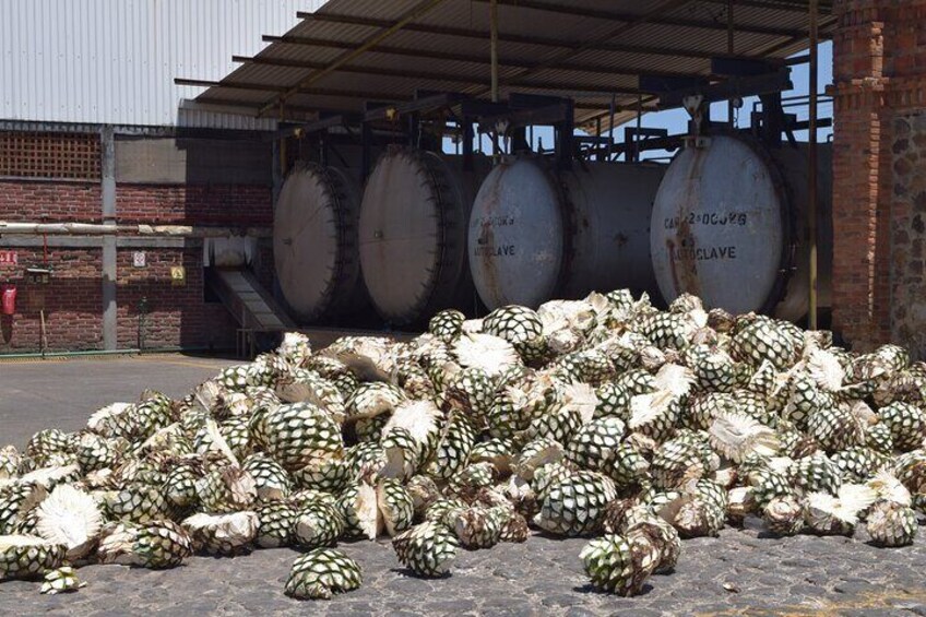 Guided Full Day Tour to Tequila and Cantaritos el Guero