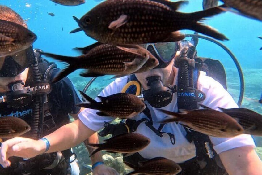 Scuba Diving Adventure at Green Bay Beach