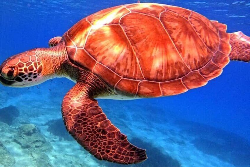 Scuba Diving Adventure at Green Bay Beach