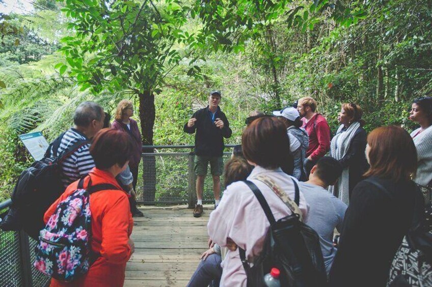Guided rainforest walks