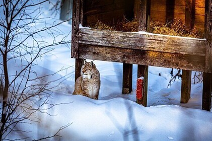 From Rovaniemi: Tour to Ranua Zoo+Lunch