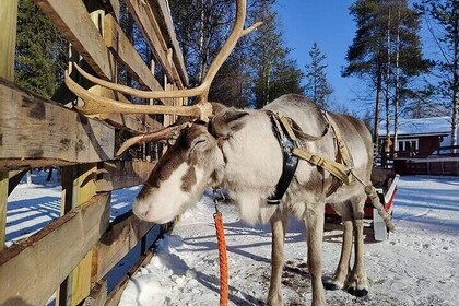 Rovaniemi Reindeer Safari 1hour and Farm Visit