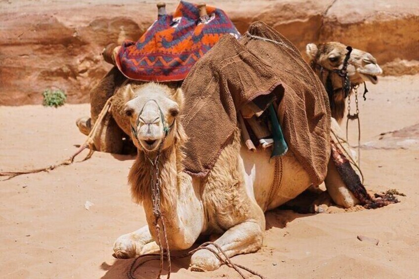 2-Hour Camel Ride in the Desert with Pickup & Drop off–Marsa Alam