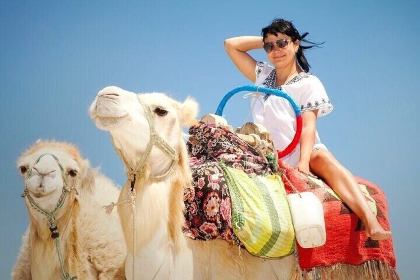 2-Hour Camel Ride in the Desert with Pickup & Drop off–Marsa Alam