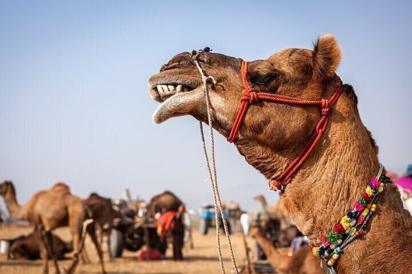 2-Hour Camel Ride in the Desert with Pickup & Drop off–Marsa Alam